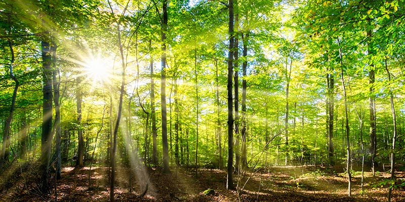 Sonnenstrahlen im Wald beim Waldbaden