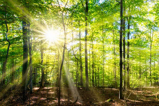 Sonnenstrahlen beim Waldbaden genießen